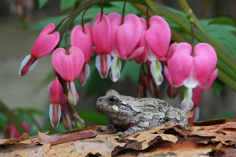 Gray Treefrog